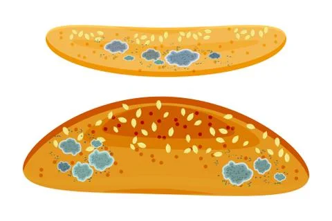 Set of mold on bread or baguette isolated on white background. Stock Illustration