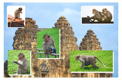 Set of monkey gestures on Phra Prang Sam Yod archaeological site background. Stock Photos