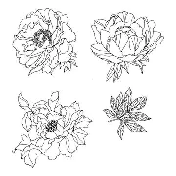 Set monochrome peonies. Stock Illustration