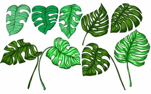 Set of monstera leaves Stock Illustration