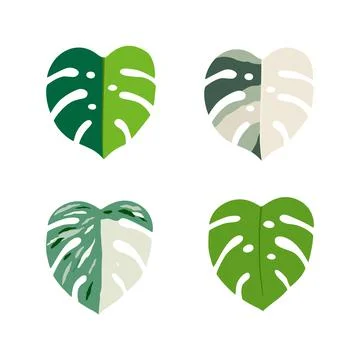Set Monstera Variegata leaves. Vector illustration isolated Stock Illustration