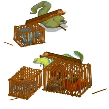 Set of moray eels caught in the wooden cage isolated on white background. Vector Stock Illustration