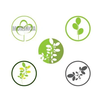 Set Moringa leaf Logo Template 库存插图