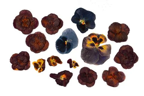 Set of multi-colored dried flowers on a white background. Pressed floristry Stock Photos