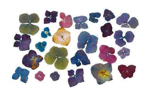 Set of multi-colored dried hydrangea flowers on a white background. Pressed Stock Photos