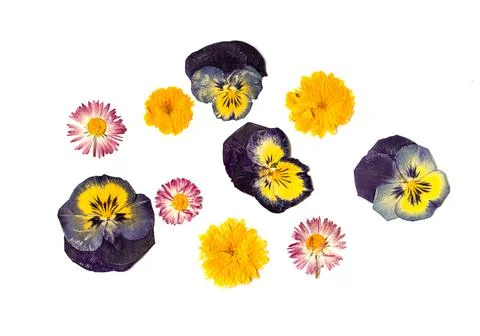 Set of multi-colored flowers on a white background. Pressed floristry. Flower Stock Photos
