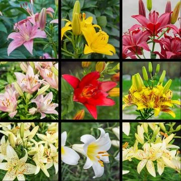 Set of multicolored lilies Stock Photos