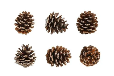 Set of multiple different angles of pine cone isolated over white background. Stock Photos