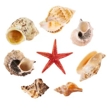 Set of multiple sea shells isolated Stock Photos