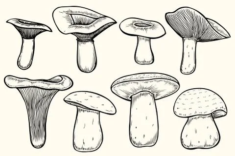 Featured image of post Steps to Prepare Mushroom Family Drawing