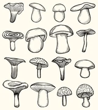 Set of mushroom illustration Illustrazione stock