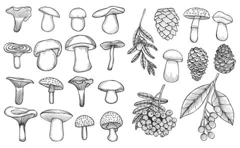 Set of mushroom illustration Stock Illustration