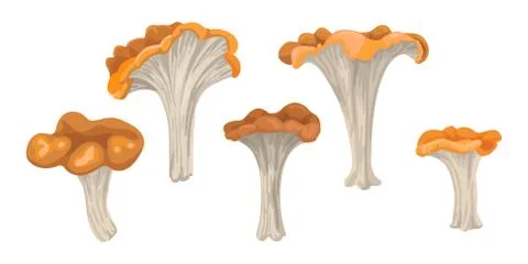 Set of mushrooms of different sizes with a red hat. Vector Isolated Objects Stock Illustration