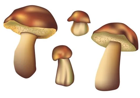 Set of mushrooms Stock Illustration