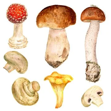 Set of mushrooms Stock Illustration