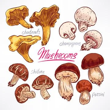 Set with mushrooms Stock Illustration