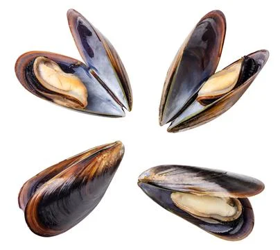 Set of mussels in shells on a white background. Isolated Stock Photos