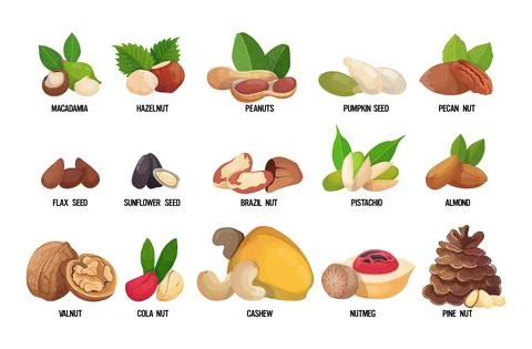Set of named nuts and seeds isolated on white background healthy vegetarian food Stock Illustration