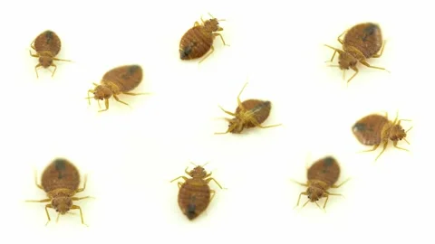 Set of nasty bedbug insect parasites, home infestation extreme macro close up Stockbeeldmateriaal 134914055