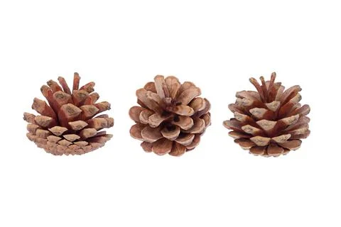 Set of natural brown pine cones isolated Stock Photos