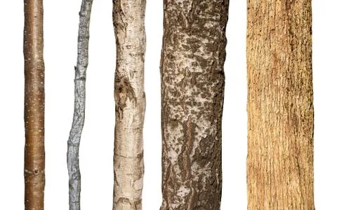 Set of natural tree trunks isolated on white background Stock Photos