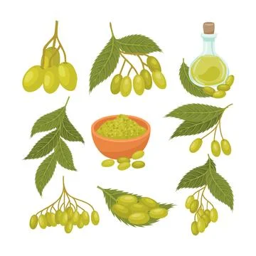 Set of neem fruit collection kit with branches and leaves, neem powder and .. Illustrazione stock