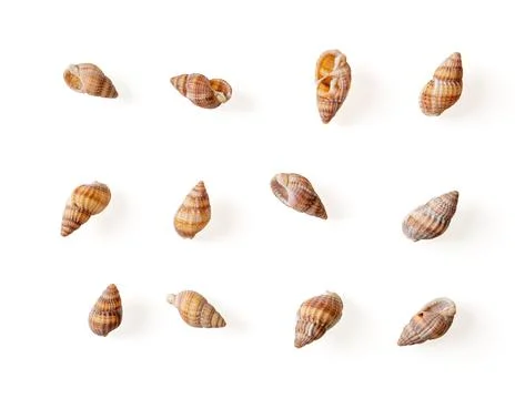 Set of netted dog whelk empty shells isolated on a white background. Stock Photos