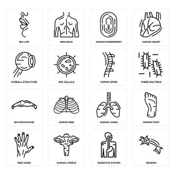 Set of Neuron, Digestive System, Men Hand, Human Lungs, Big Moustache, Spine, Selección de ilustraciones gratis