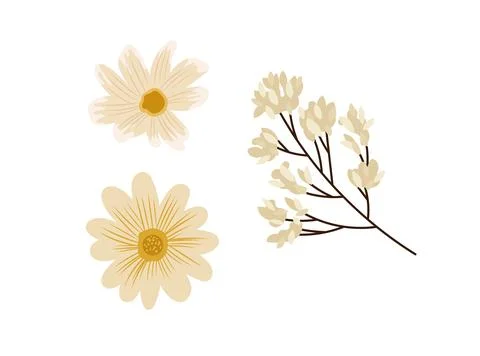 Set of neutral floral elements with beige daisy flowers and branch, minimal.. Stock Illustration
