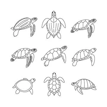 A set of nine different turtle illustrations in various poses and views Stock Illustration