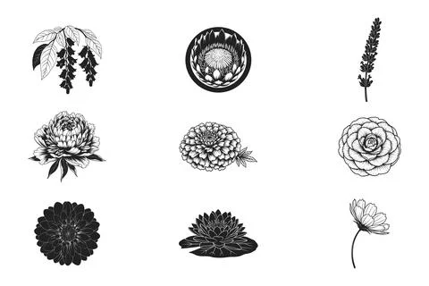 Set of nine diverse black and white floral illustrations showcasing various.. Stock Illustration