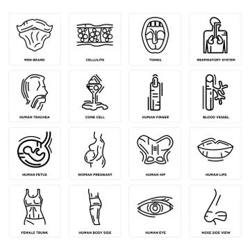 Set of Nose Side View, Human Eye, Female Trunk, Hip, Fetus, Finger, Trachea,  Free Stock Illustration