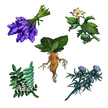 Set of noxious plants isolated on white background. Ingredients for magical Stock Illustration
