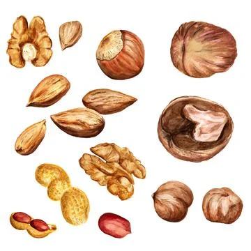 Set of nuts Stock Illustration
