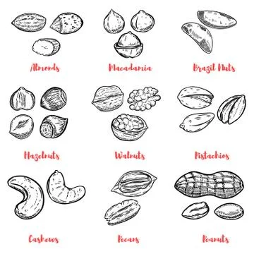 Set of nuts illustrations. Design elements for poster, menu. Vec Stock Illustration