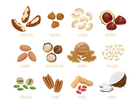Set of nuts with nutrition nuts elements Stock Illustration