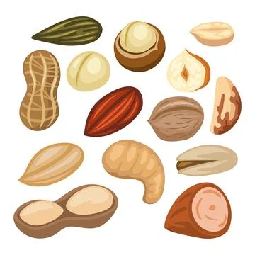 Set of Nuts, seeds and beans set collection, Almond, Brazil, Cashew, Cedar,.. Stock Illustration