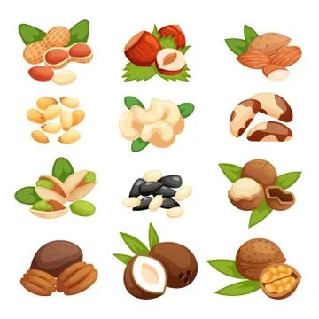 Set of nuts vector illustration Stock Illustration