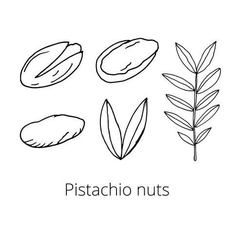 Set of nuts on a white isolated background. Pistachios, whole and peeled, the Stock Illustration