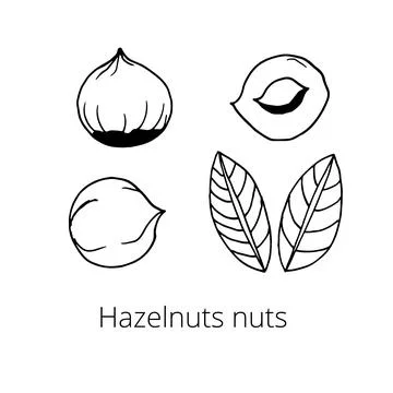 Set of nuts on a white isolated background. Hazelnut peeled and unpeeled, lea Stock Illustration