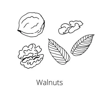Set of nuts on a white isolated background. Walnuts whole, peeled and unpeele Stock Illustration