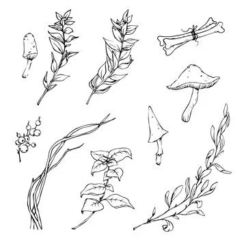 A set of objects and plants for Halloween. Vector illustration. Stock Illustration