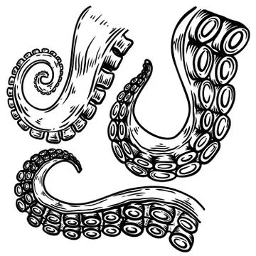 Set of octopus, squid tentacles  in engraving style. Design element for logo, イラスト素材