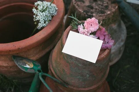 Set of old empty clay flower pots. Blank label mockup with rosemary herb Fotos de archivo