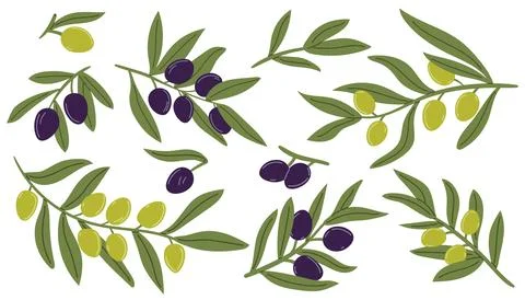 Set of olive branches and tree leaves. Modern olive fruits. Branding concept  Illustrazione stock