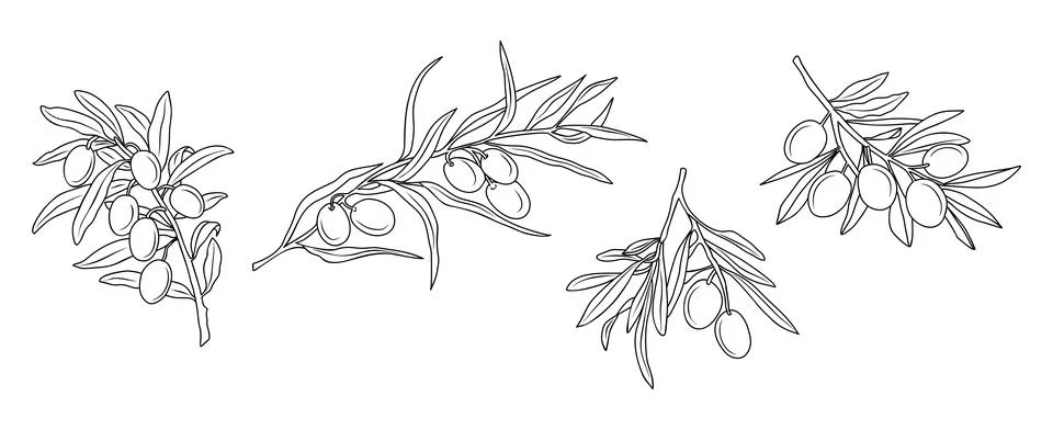 Set of Olive Branches in Modern Linear Style. Stock Illustration