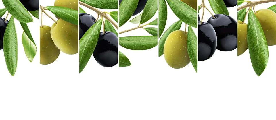 Set of olive branches, olive tree leaves banner Stock Photos