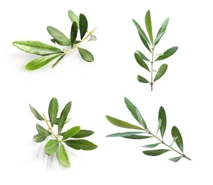 Set of olive green branches isolated on white background. Symbol of peace Stock Photos