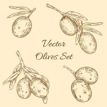 Set of olive tree branch. Hand drawn style. Vector sketch Stock Illustration