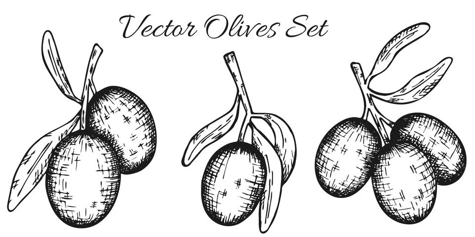 Set of olive tree branch. Hand drawn style. Vector sketch Stock Illustration